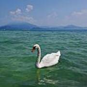 Mute Swan. Sirmione. Lago Di Garda #4 Poster
