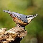 Nuthatch #4 Poster