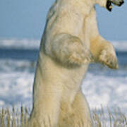 Polar Bear #4 Poster