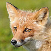 Red Fox Pup #4 Poster