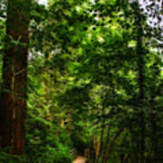 Scary Welsh Country Forest #4 Poster