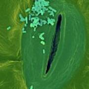 Spinach Infected With E. Coli #4 Poster