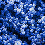 Staphylococcus Aureus, Sem #4 Poster