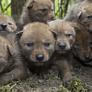 4 Week Old Wild Coyote Pups In Chicago Poster