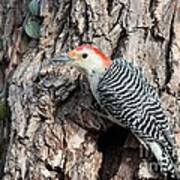 Red-bellied Woodpecker #40 Poster