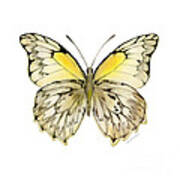 44 Hesperocharia Graphite Butterfly Poster