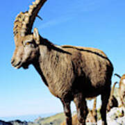 Alpine Ibex (capra Ibex #5 Poster