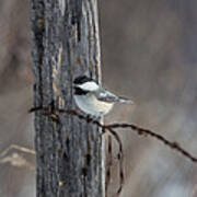 Black-capped Chickadee Poecile #5 Poster