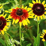 5 Black-eyed Susans Poster