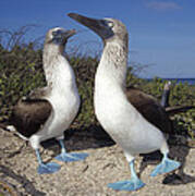 Blue-footed Boobies Courting Galapagos #5 Poster