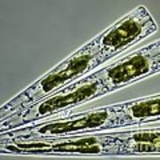Diatoms, Light Micrograph #5 Poster