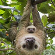 Hoffmanns Two-toed Sloth And Old Baby Poster