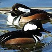 Hooded Merganser #5 Poster