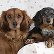 Miniature Long-haired Dachshunds #6 Poster