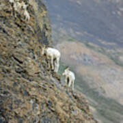 Mountain Goats Along Kongakut River #5 Poster