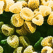 Ragweed Pollen Sem #5 Poster