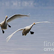 Whooper Swans #5 Poster