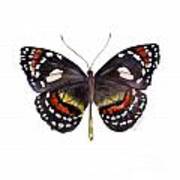 50 Elzunia Bonplandii Butterfly Poster