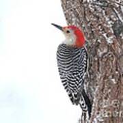 Red-bellied Woodpecker #58 Poster