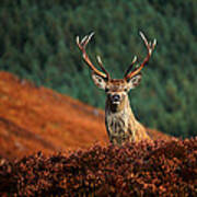 Red Deer Stag #6 Poster