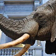 Bull Elephant In Natural History Rotunda Poster