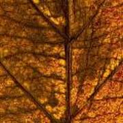 Dogwood Leaf Backlit #6 Poster