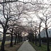 #landscape Cherryblossoms #6 Poster