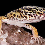 Leopard Gecko Eublepharis Macularius #6 Poster