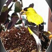 Male American Goldfinch #6 Poster
