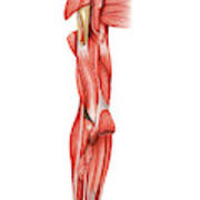 Muscles Of Right Upper Arm #6 by Asklepios Medical Atlas
