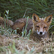 Red Fox Vulpes Vulpes #6 Poster