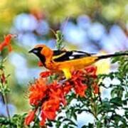 Spot-breasted Oriole #6 Poster