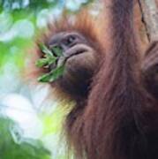 Sumatran Orangutan #6 Poster