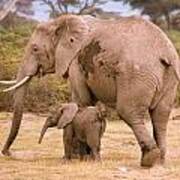 6321 Elephant Mother And Baby Poster