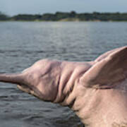 Amazon River Dolphin #7 Poster