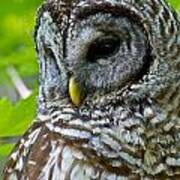 Barred Owl #7 Poster