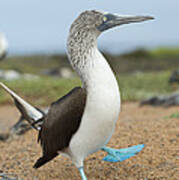 Blue-footed Booby Courtship Dance #7 Poster