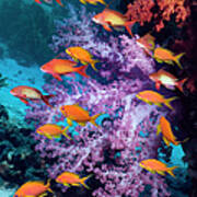 Coral Reef Scenery #7 Poster