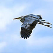 Grey Heron #7 Poster