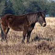 New Forest Pony #7 Poster