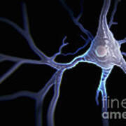 Pyramidal Neuron #7 Poster
