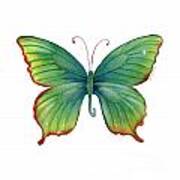 74 Green Flame Tip Butterfly Poster