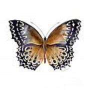 77 Cethosia Butterfly Poster