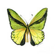 8 Goliath Birdwing Butterfly Poster