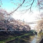 #landscape Cherryblossoms #8 Poster