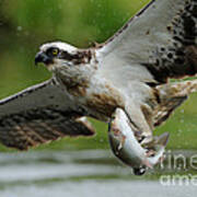Osprey Catching Trout #8 Poster