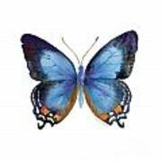 80 Imperial Blue Butterfly Poster