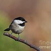 Black Capped Chickadee #83 Poster
