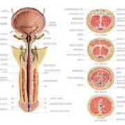 Male Genital System #84 Poster