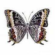88 Castor Butterfly Poster